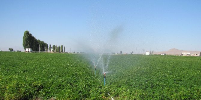 Ziraat Odası’ndan Mildiyö Hastalığı Uyarısı