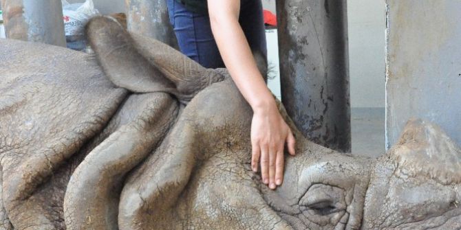 Zırhlı Hint Gergedanı Samir’e Bayram Bakımı