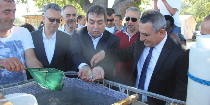 2 Bin Yavru Levrek Denize Bırakıldı