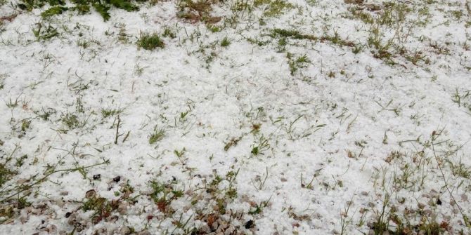 Kangal’da Buğday Tarlalarını Dolu Vurdu