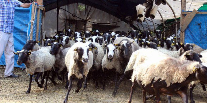 Adeta Kuzu Fabrikası Olan Bu Koyunlar Kurbanlık Fiyatlarını Düşürecek