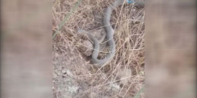 Yılan Kaplumbağa İle Baş Edemedi