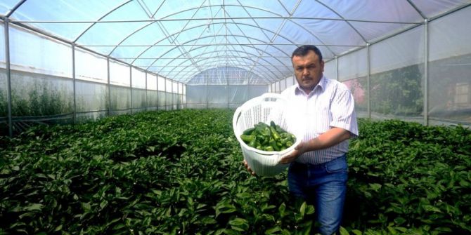 150 Yıllık Biber Türünü Serada Yetiştirdi