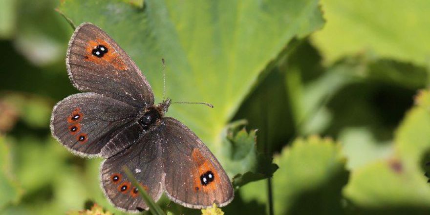 50 Sanatçı Uludağ’da Apollo Kelebeği’nin Peşine Düştü