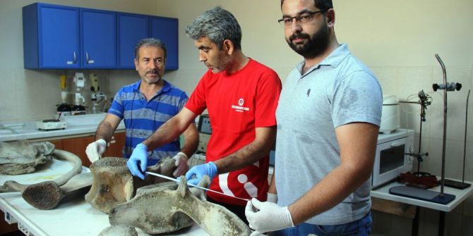 Hatay’da Kıyıya Vuran Balinanın Kemikleri İncelemeye Alındı