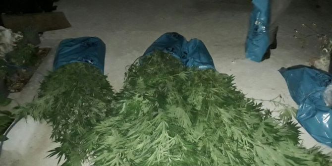 Milas’ta 2 Kilo Esrarla 36 Kök Hint Keneviri Ele Geçirildi