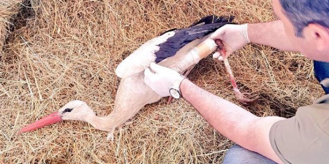 Bingöl’de Bacağı Kırık Leylek Tedavi Altına Alındı