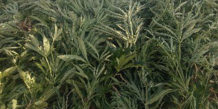 Jandarma Uyuşturucuya Geçit Vermiyor