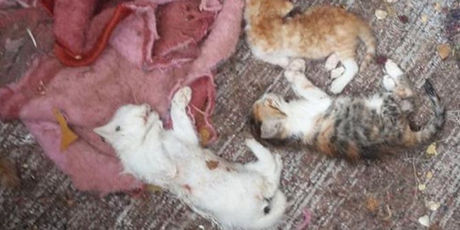 Uşak’ta 17 Kedi Parçalanmış Halde Bulundu