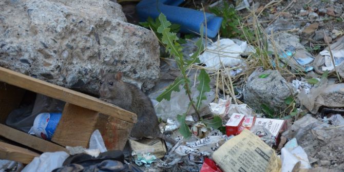 Şehrin Göbeğinde Esnaf Fare Avına Çıktı