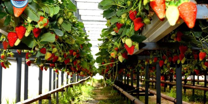 Cezaevlerinde "Topraksız Tarım" Projesi Hayata Geçti