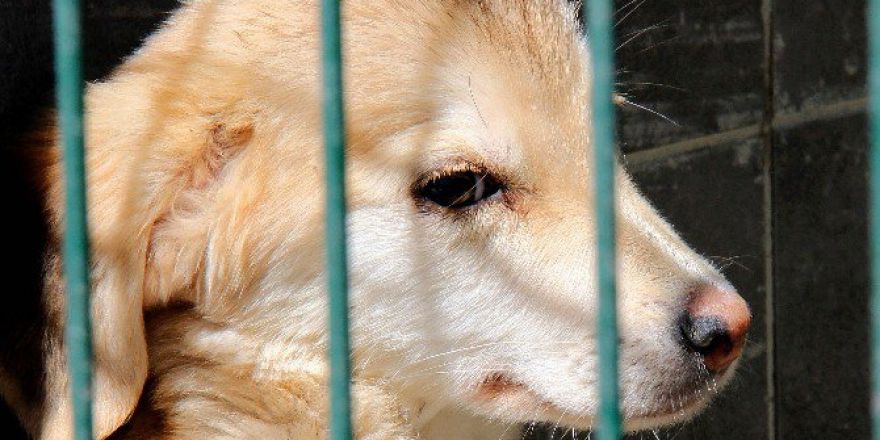 Çankaya Belediyesi, Sokak Hayvanlarına Sahip Çıkıyor