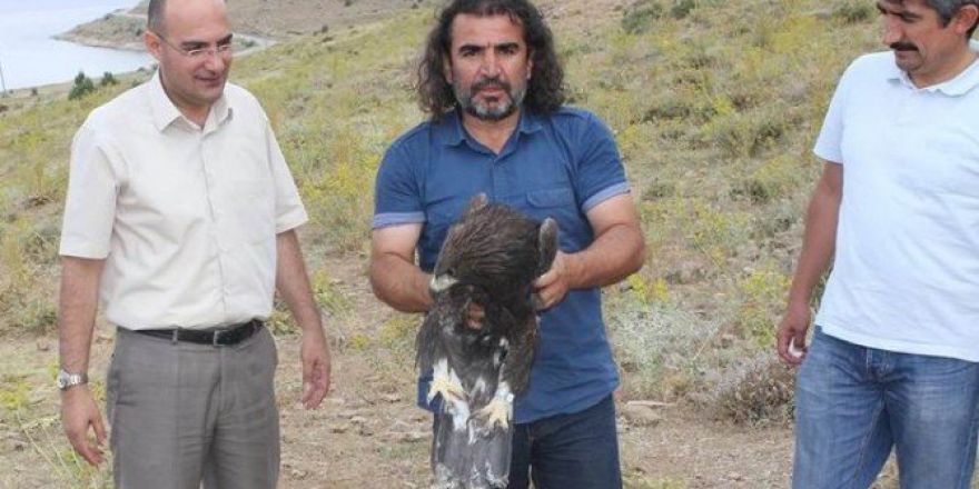 Tedavisi Tamamlanan İki Kaya Kartalı Bir Kızıl Şahin Doğaya Bırakıdı