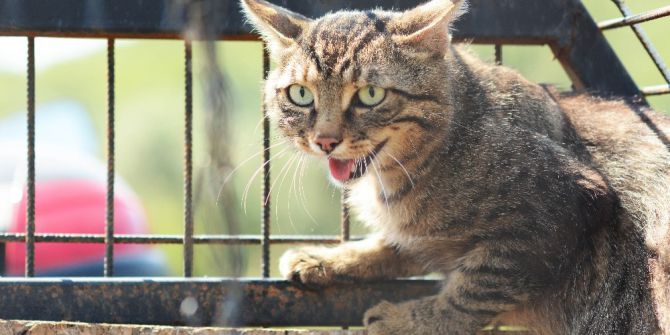 Katili Tuzakla Yakaladı