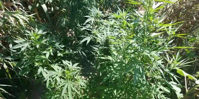 Nazilli’de Yasa Dışı Ekim Operasyonu