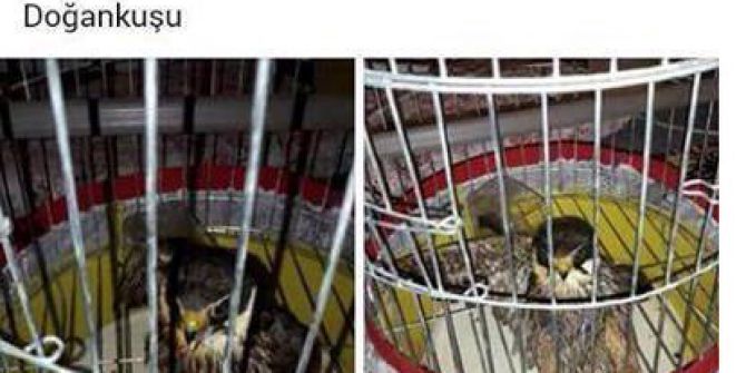 Sosyal Medyadan Şahin Ve Doğan Satanlara Ağır Ceza