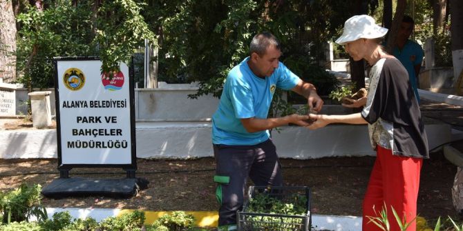 Alanya Belediyesi Mezarlıklarda Ücretsiz Çiçek Dağıtacak