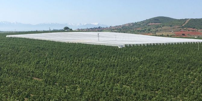 Salihli’deki Kirazlar Örtü Altına Girdi