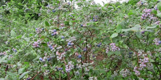 Mavi Yemiş Üretimine Artvin’de Başlandı