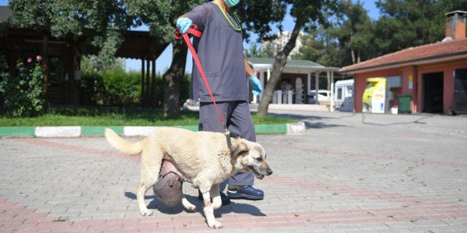 Sokak Köpeğine Tümör Ameliyatı