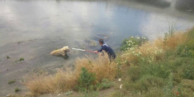 Kanala Düşen Köpeği İtfaiye Kurtardı