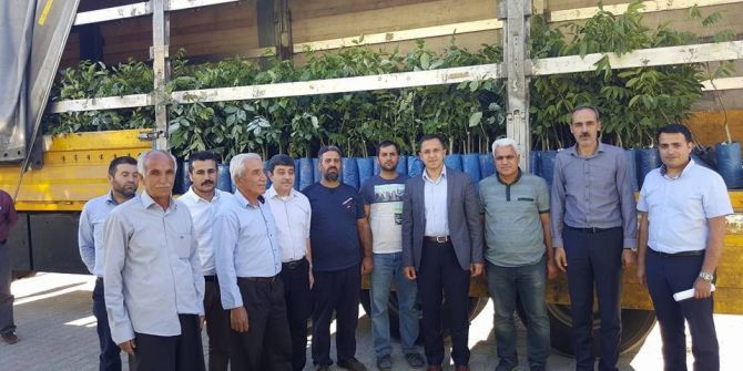 Ceviz Fidanları Toprakla Buluşuyor