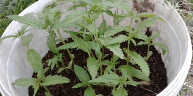 Uşak’ta Uyuşturucu Operasyonu