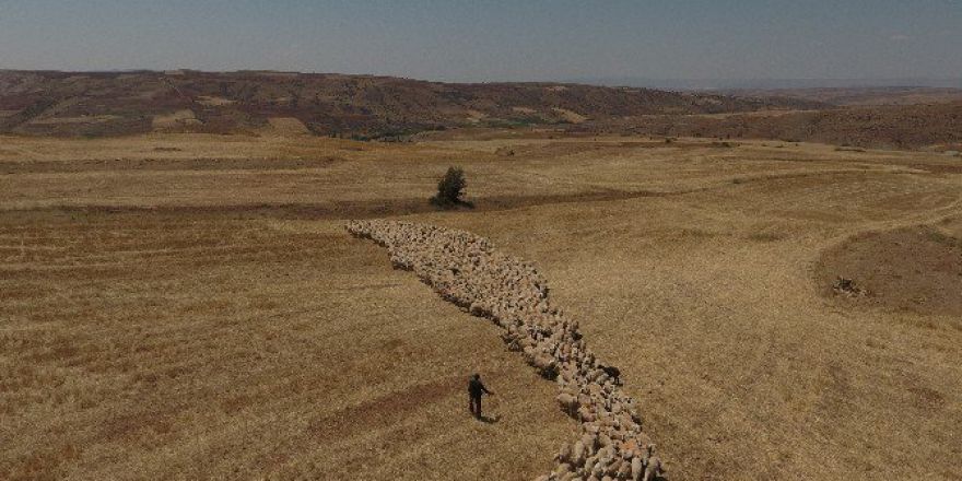 Kayseri’de Koyun Ve Keçilerde Elektronik Kimliklendirme Çalışmaları Hızla Devam Ediyor