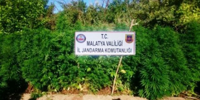 Malatya’da 3 Bin 117 Kök Kenevir Bitkisi Ele Geçirildi