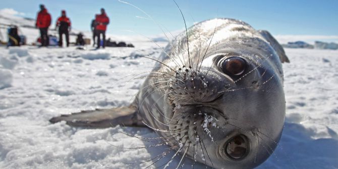 Okyanuslardaki Kirlilikten Antarktika Kıyıları Da Nasibini Aldı