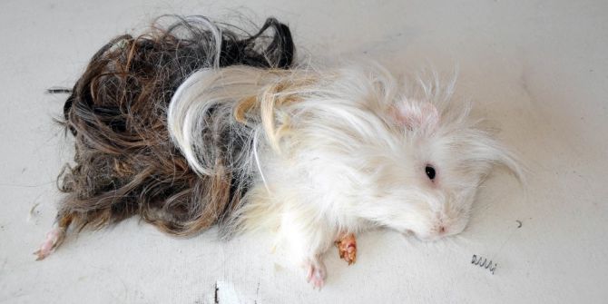 Mezarlıkta Bulunan Bu Hayvan Görenleri Şaşırttı