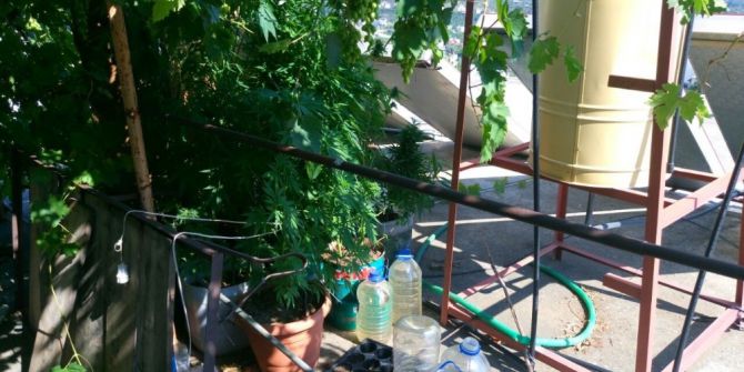 Alanya’da 338 Kök Hint Keneviri Ele Geçirildi