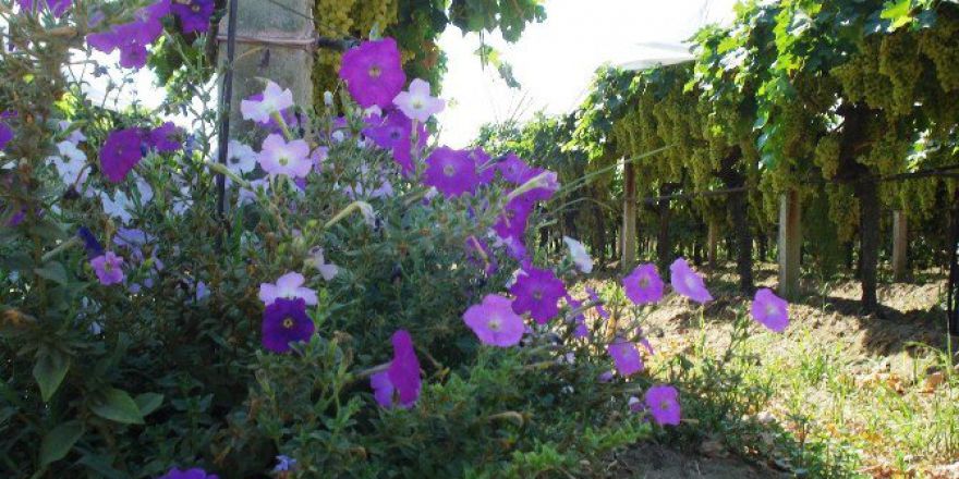 Üzüm Üreticisi Bağını Çiçekle Donattı