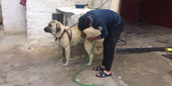 Aksaray Malaklısı Cinsi Çoban Köpeğinin Banyo Keyfi