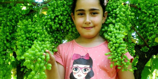 Devasa Üzüm Salkımları İlgi Çekti