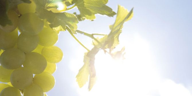 Cildinizi Güneşe Karşı Tam Korumaya Alın