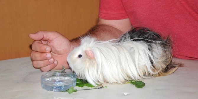 Merak Uyandıran Hayvan Sağlığına Kavuşuyor