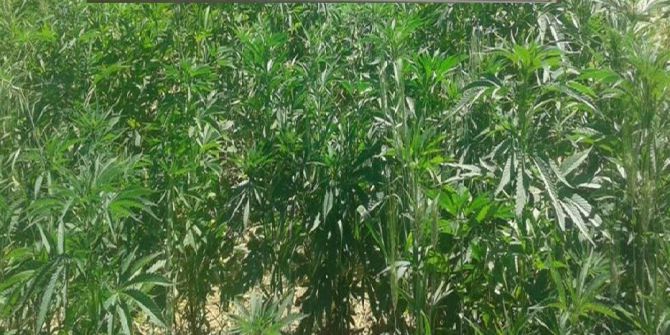 Batman’da 2 Bin 450 Kök Kenevir Ele Geçirildi