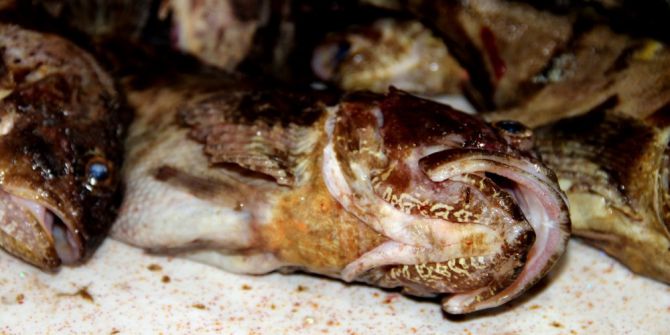 Kıyı Balıkçılarının Vazgeçilmezi: İskorpit Balığı