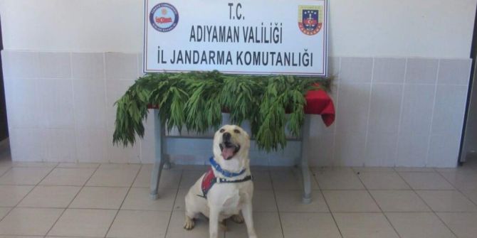 Adıyaman’da 282 Kök Kenevir Bitkisi Ele Geçirildi