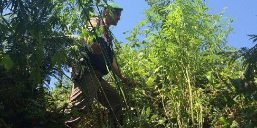 Devrek’te Jandarma Ekipleri 350 Kök Hint Keneviri Ele Geçirdi