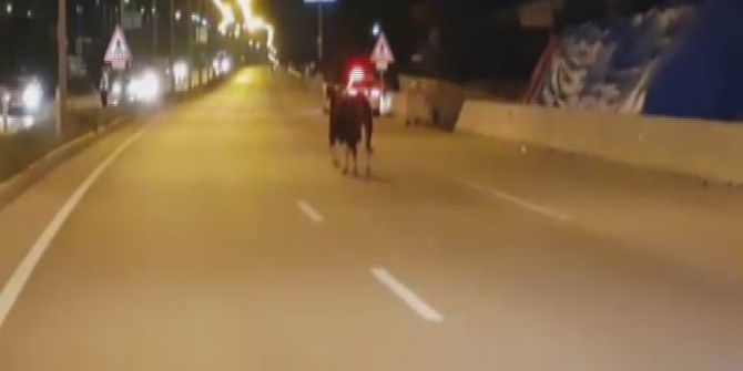 Boğa Hem Yolu Hem De Bayramı Şaşırdı