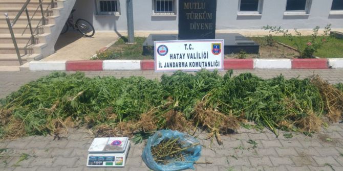 Dörtyol’da Hint Keneviri Operasyonu