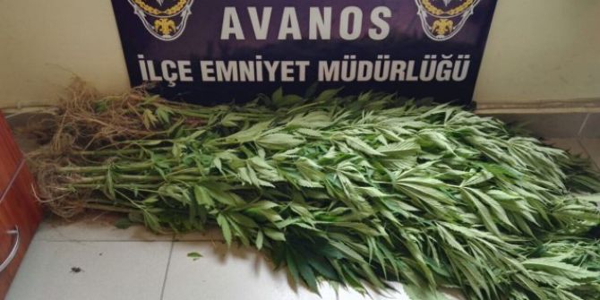 Avanos’ta 71 Kök Hint Keneviri Ele Geçirildi