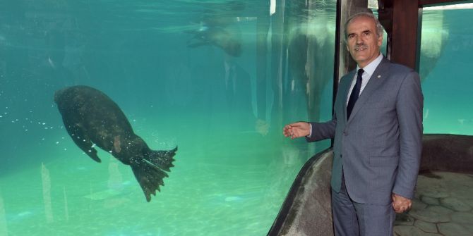Bursa Zoo’nun Yeni Misafirleri Fok Ve Penguen