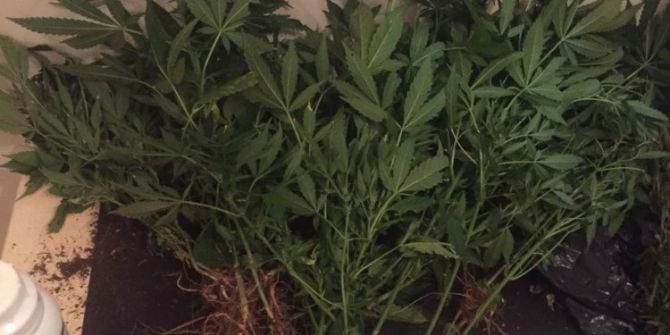 Marmaris’te 2,5 Kilogram Esrar Ele Geçirildi