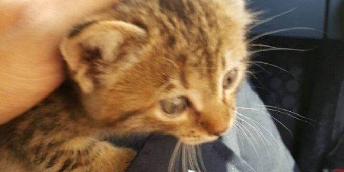 Yaz Aylarında Da Araç Motorlarına Dikkat