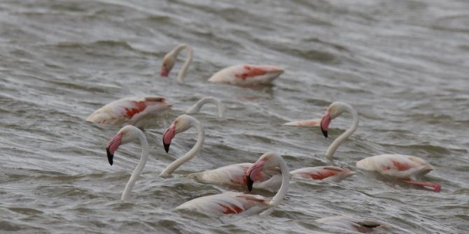 Flamingolar Van’a Geldi