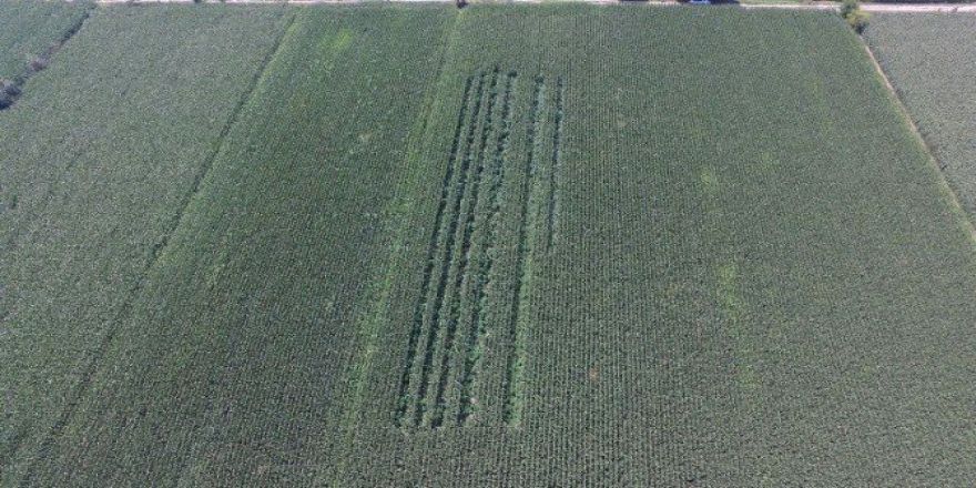 Mısır Tarlasında 5 Bin Kök Kenevir Ele Geçirildi