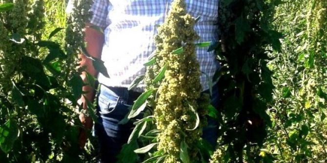 Sarıgöl’de Kinoa Bitkisi Yetiştirildi